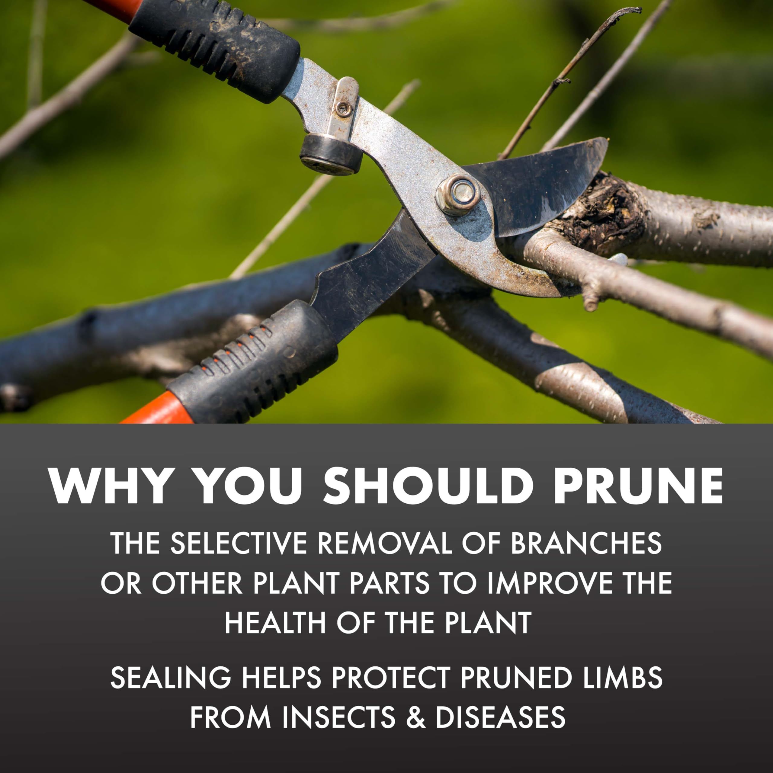 Spectracide Pruning Seal, Aerosol, 13 oz, Case Pack of 1 - Image 4