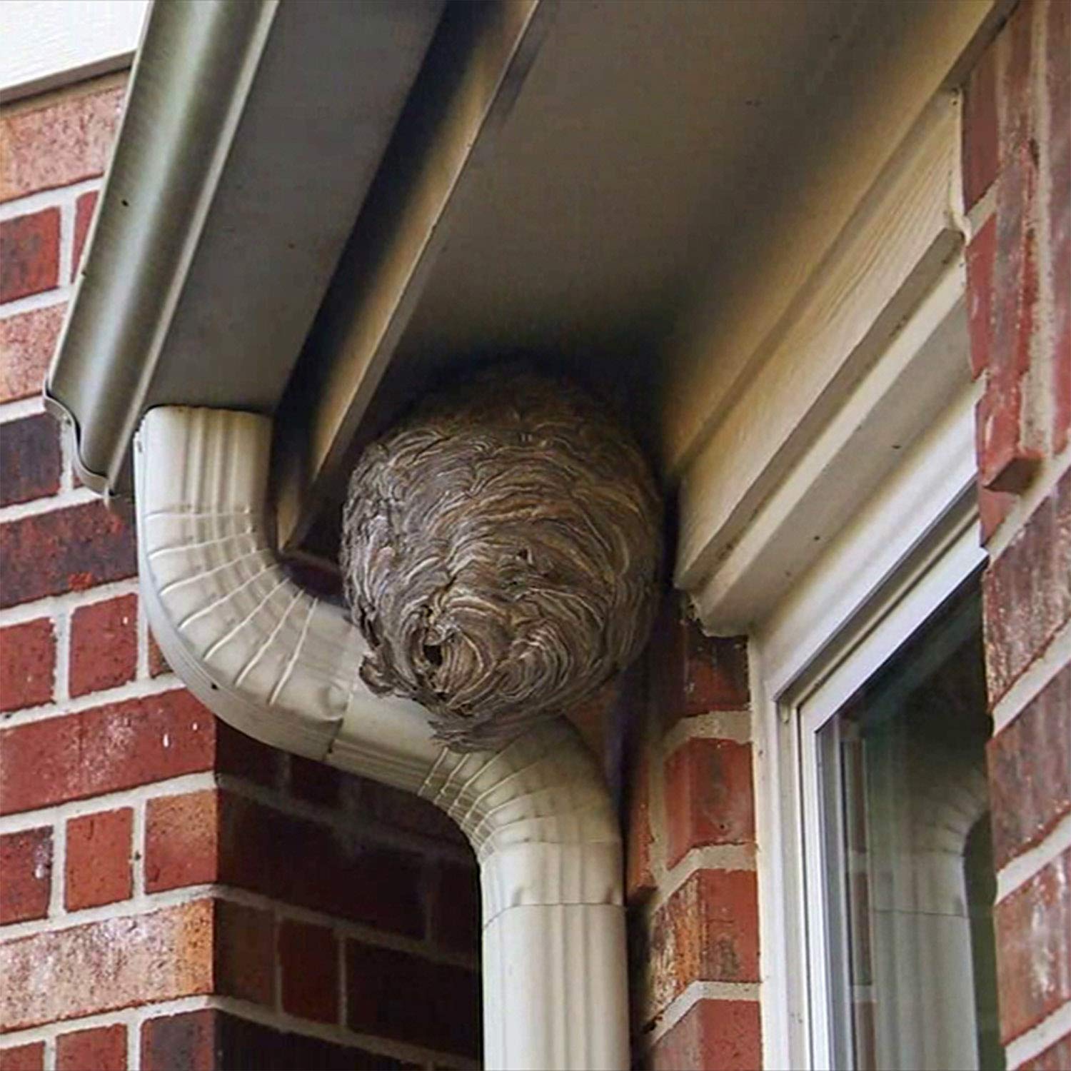 Spectracide Wasp, Hornet and Insects Killer, Kills Wasps & Hornets, 2 Count, 20 Ounce (Aerosol Spray) - Image 4