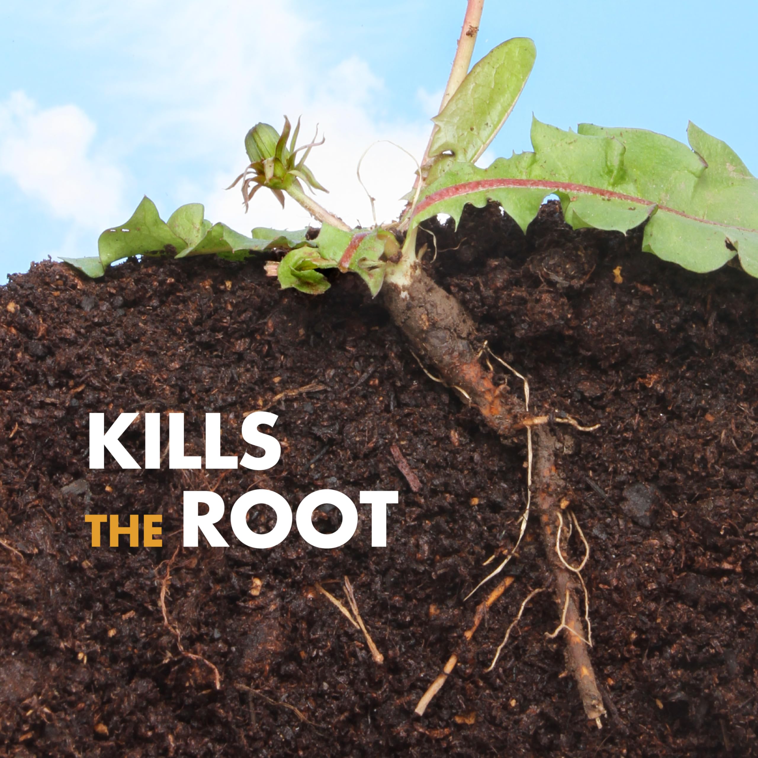 Spectracide Weed Stop For Lawns Concentrate, Kills Weed Roots, Not The Lawn, 40 fl Ounce - Image 5